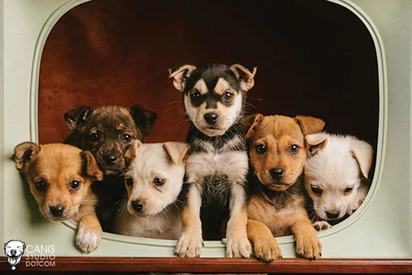 a family dogs new life