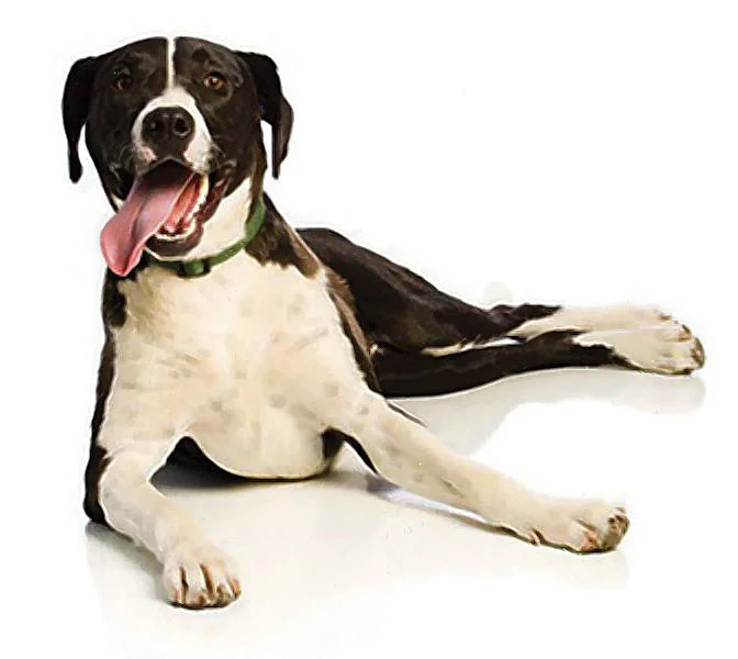 dogs-white1---2-1.jpg