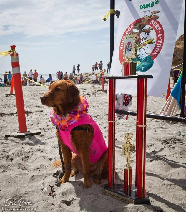 Photo-FetchSURFdog.jpg