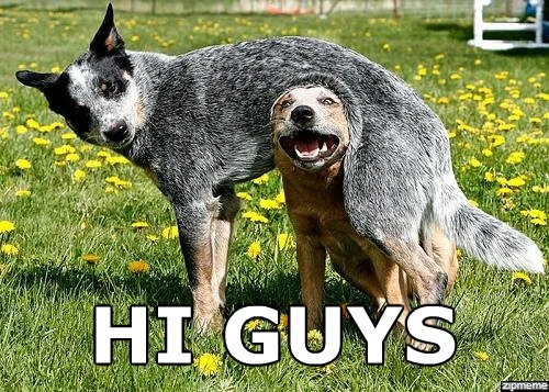 Hi Guys Meet The Dogs Behind The Meme Spot Magazine