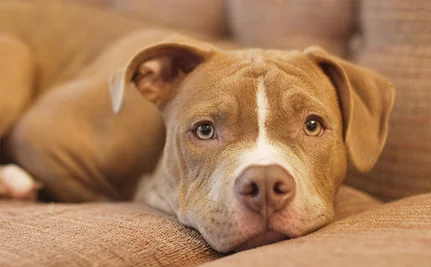 Photo-FetchBSL.jpg