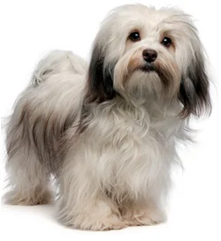 Photo-MatchmakerHavaneseStockPhoto.jpg