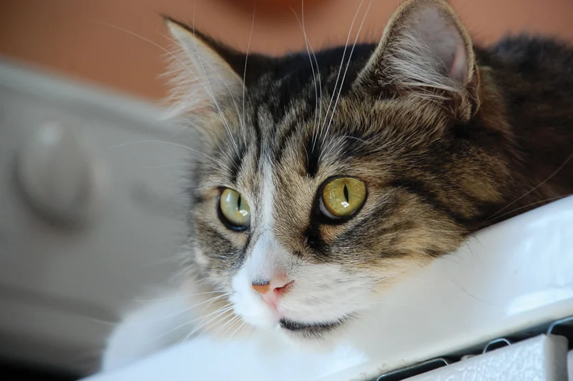 kittyOnStove.jpg