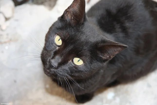 Black-Cat-2.jpg