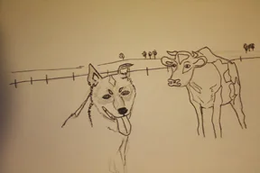cattleDogDrawing.jpg