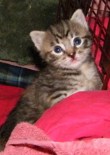 Baby Midget