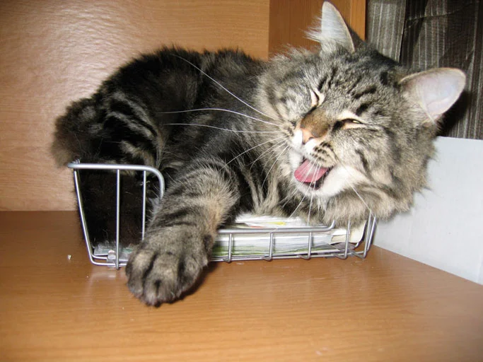 Photo-KittyKitty.jpg