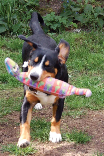 humping -puppy-playing.jpg
