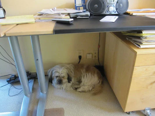Photo-Fetch_underdeskgizsleeps.jpg