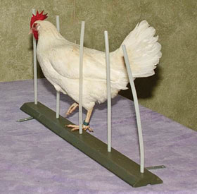 Agility_LegacyCanineChickenCamp-(2).jpg