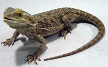 Agility_bearded_dragon.jpg