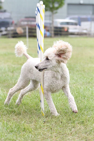 blogFlying-Poodle-2-Joe-Camp-credit.jpg