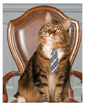 fetch_HankForSenate.jpg