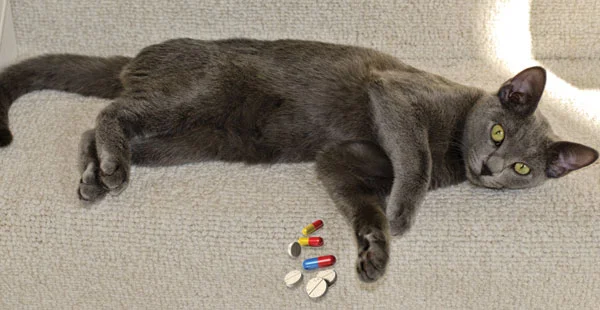 HereKittyKitty.jpg