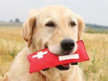 Pet-First-Aid.jpg