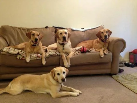 Lowe (in the middle) with his pack