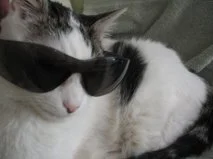 Bob was one cool cat