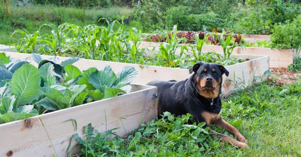 DogGarden.jpg