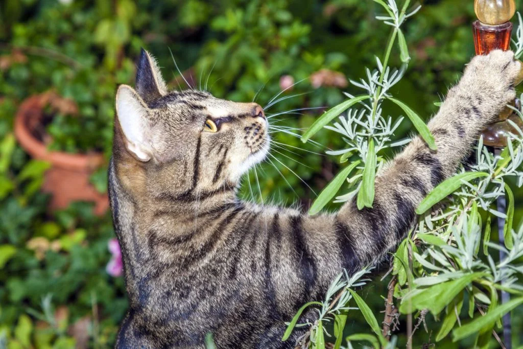 CatGarden.jpg