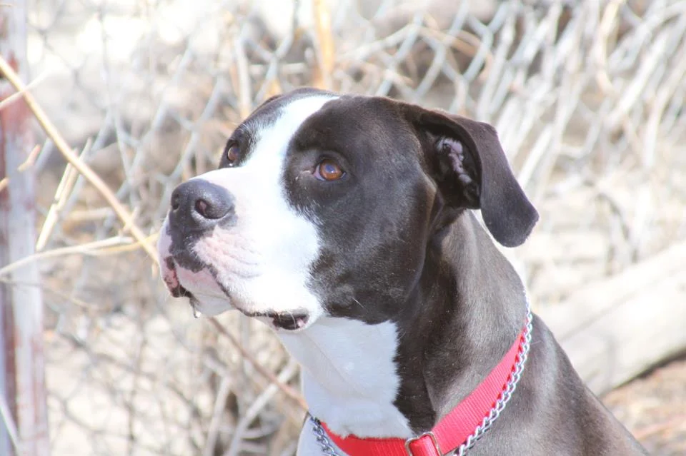 dog-protection-act-Chloe.jpg