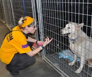 Emily Davidshon, OHS employee, shown volunteering at the Brooklyn shelter helping animals stranded by Hurricane Sandy.