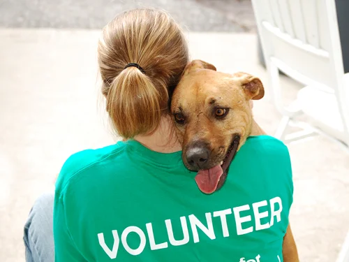 volunteeranimalshelter.jpg