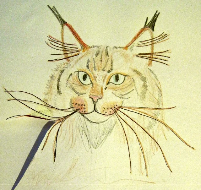 MatchmakerMaineCoon (640x605).jpg