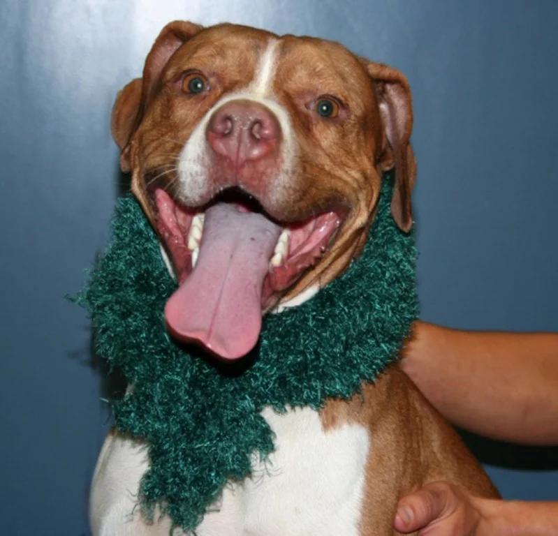 Fostered and then adopted through Indigo Rescue, Kahlua is now a beloved pet and a Canine Good Citizen!
