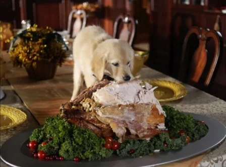 Dog-Thanksgiving-Day-Wallpapers-14.jpg
