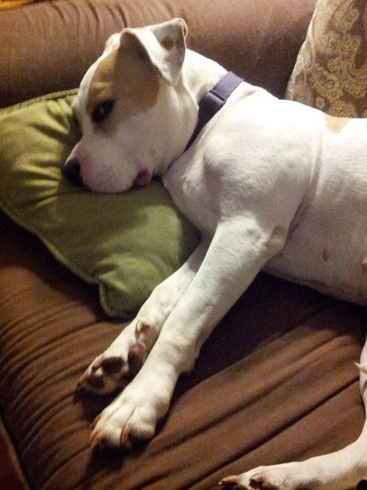roxy sleeping.jpg