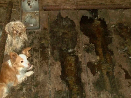 Fetch-PuppyMill.jpg