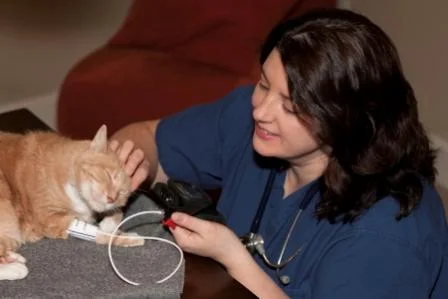 Mesher-At-Home-Vet-3.jpg