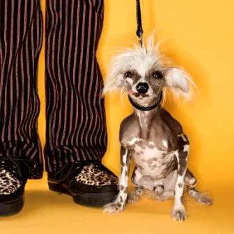 web_WeirdDogHeidiBestof.jpg