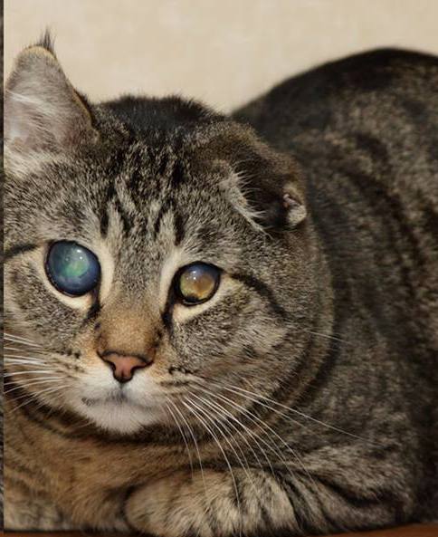 RescueMe - Sir Nigel.jpg