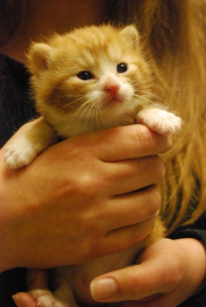 This little guy is just one of the hundreds of kittens who will receive lifesaving foster care, veterinary attention, and adoption services through the Cat Adoption Team (CAT) this year. Photo by: Nancy Puro.