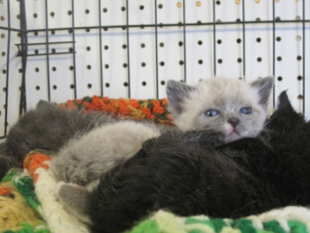 These three kitties were taken in to King’s shelter when their mother was found killed by a coyote.