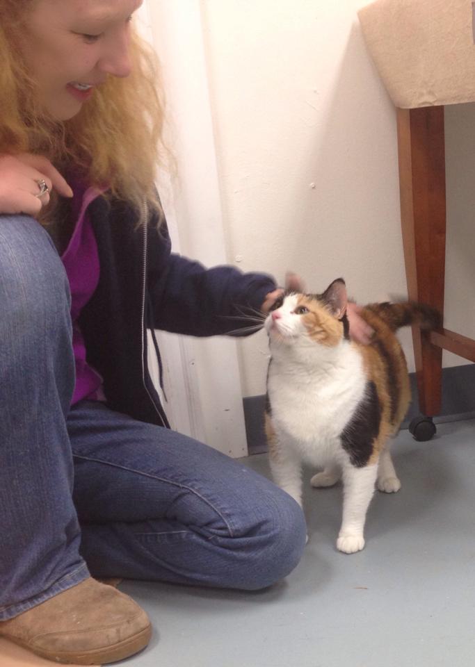 Norma King and a kitty named Lloyd at her trap-neuter-release shelter in Springfield.