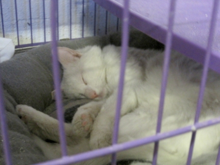 Zoro is deaf and was found by Norma in a box thrown over her fence.