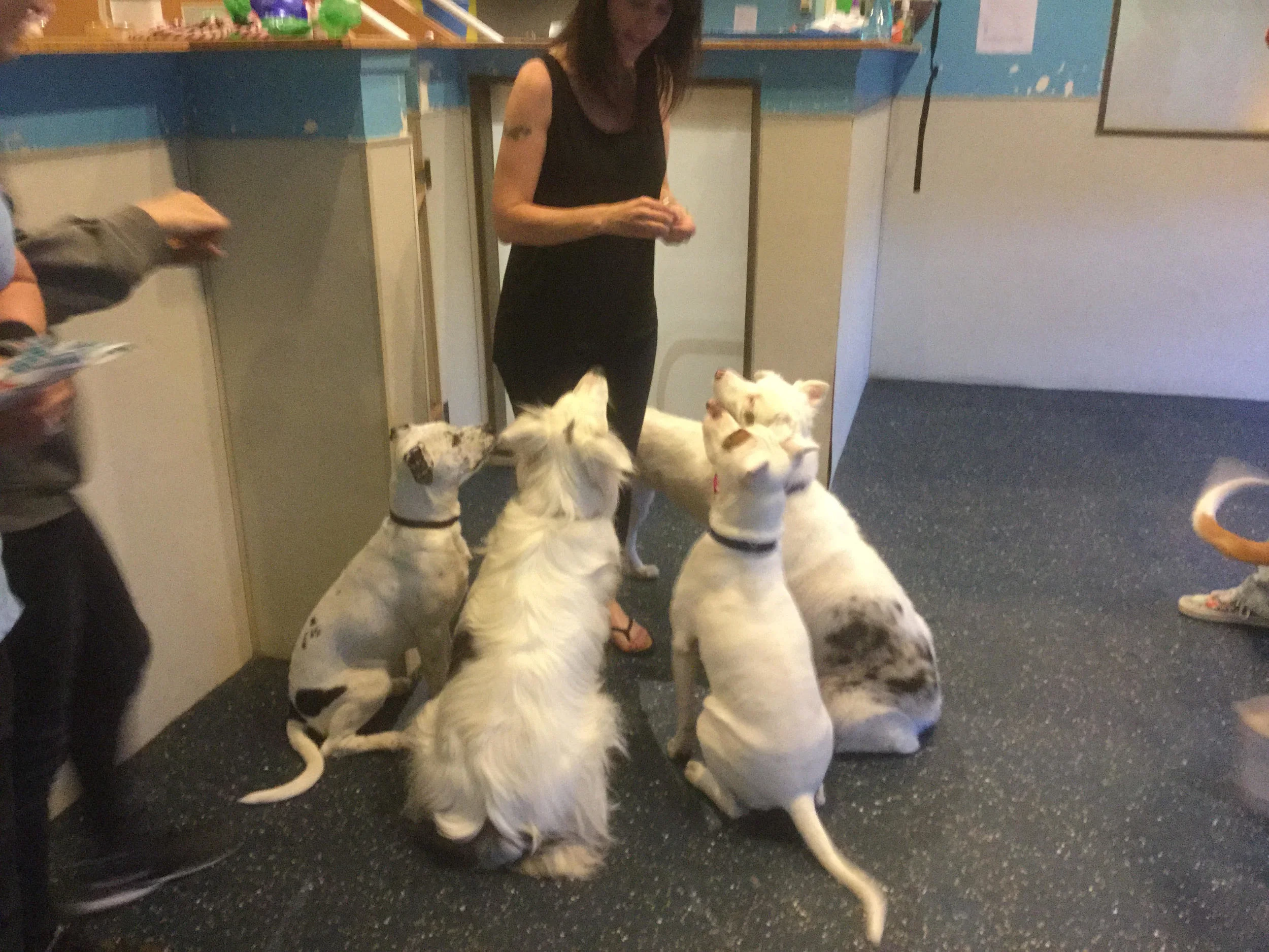 deaf dogs for adoption