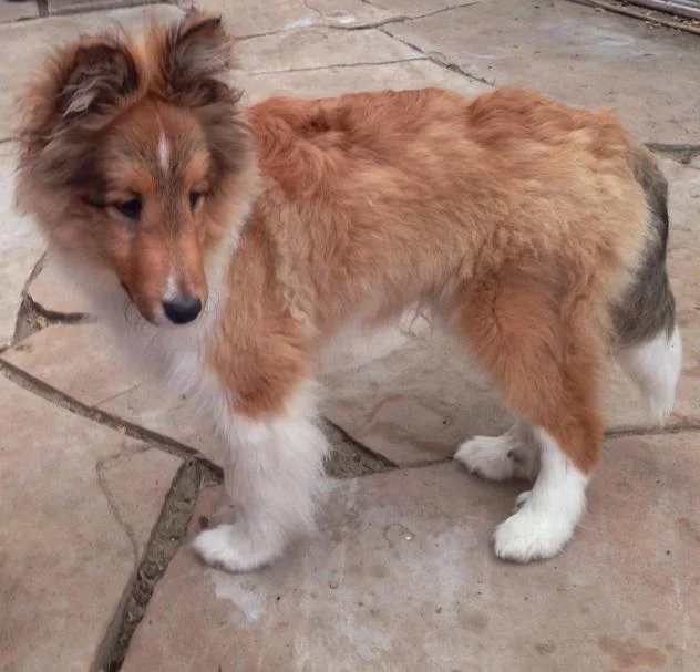 Can A Sheltie Be Left Alone
