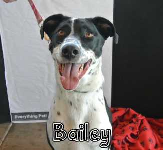 Bailey1.jpg