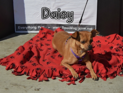 Daisy.jpg
