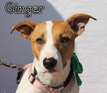Ginger.jpg