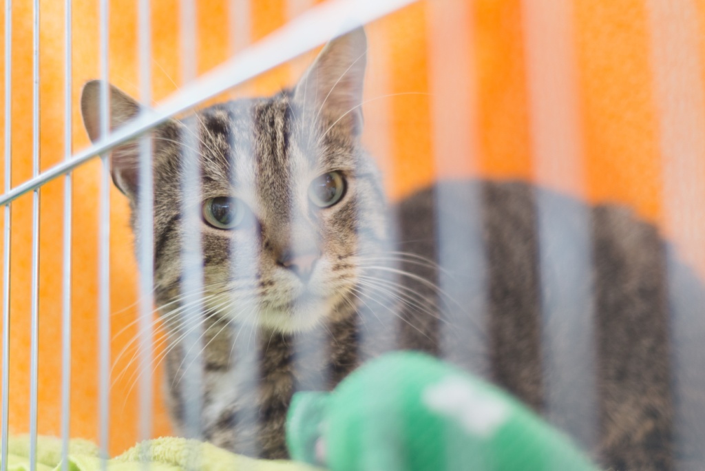 shelter-cat.jpeg