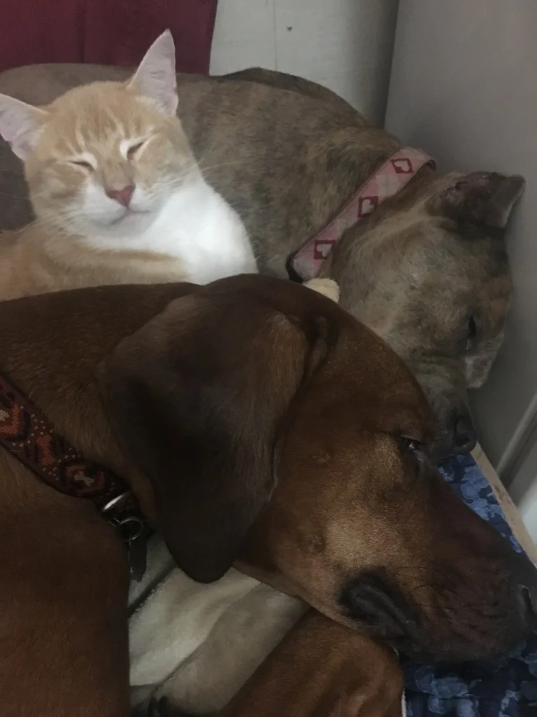 composure pro for cats