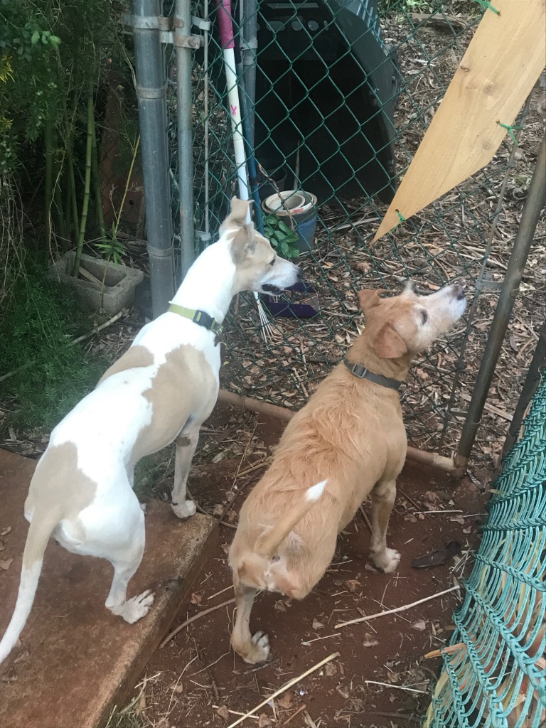 Ftr-KauaiDogs Angel and Mayzie.jpeg