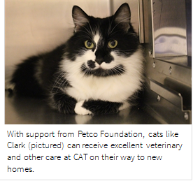 petco adoptable cats