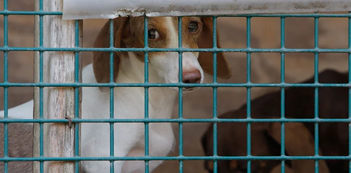puppymills-bestfriends.jpg