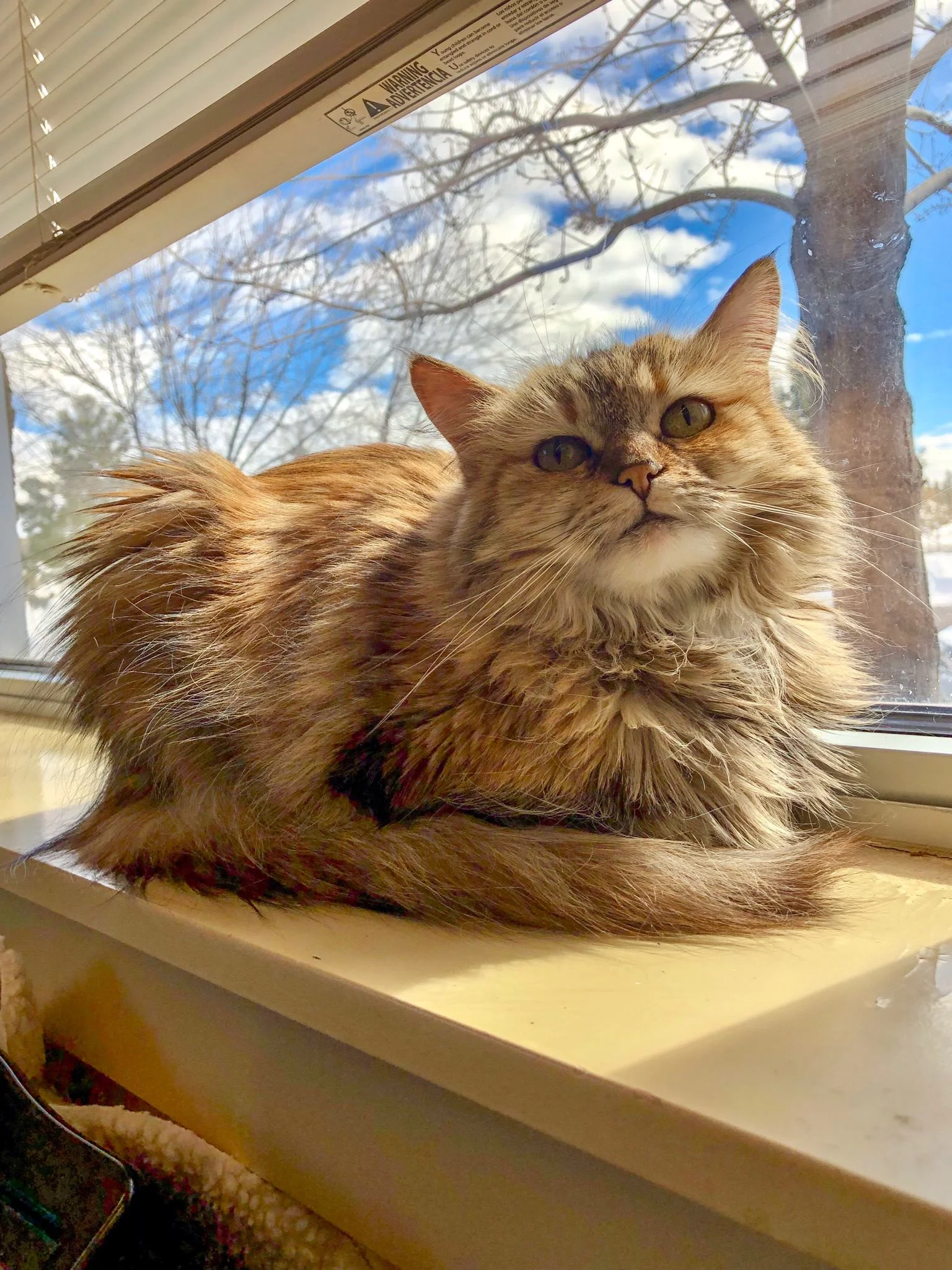 Fanta This sweet girl has been an off-and-on resident of BrightSide Animal Center in Redmond since June 2017. She’s had some trouble finding her ideal home, which would be a quiet place with no other pets where she can rule as queen. Her favorite things are basking in the sun, perching on a cat tree, getting rubs and attention, or hiding in a favorite drawer. To meet Fanta, stop by BrightSide Animal Center, call 541-923-0882 or visit BrightSideAnimals.org