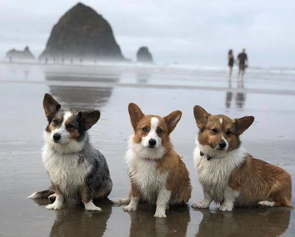 mccall creek corgis